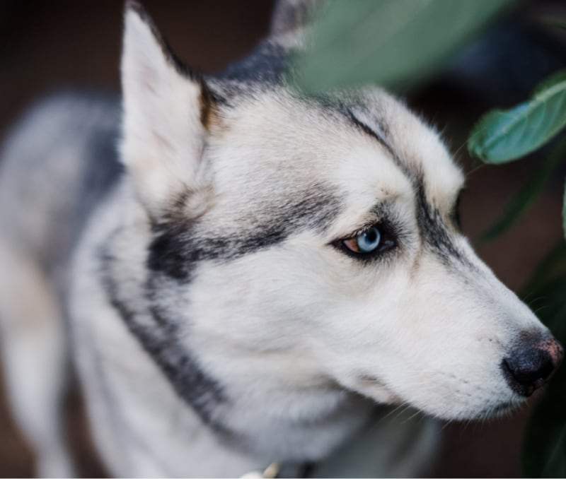dog-breeder_39